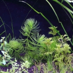 植栽から1日目　マツモ